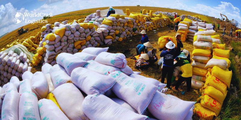 Farmers harvest rice to export abroad