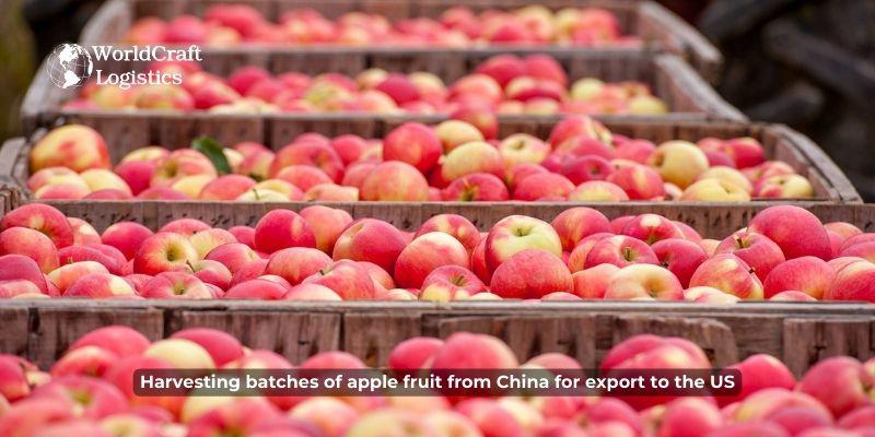 Harvesting batches of apple fruit from China for export to the US