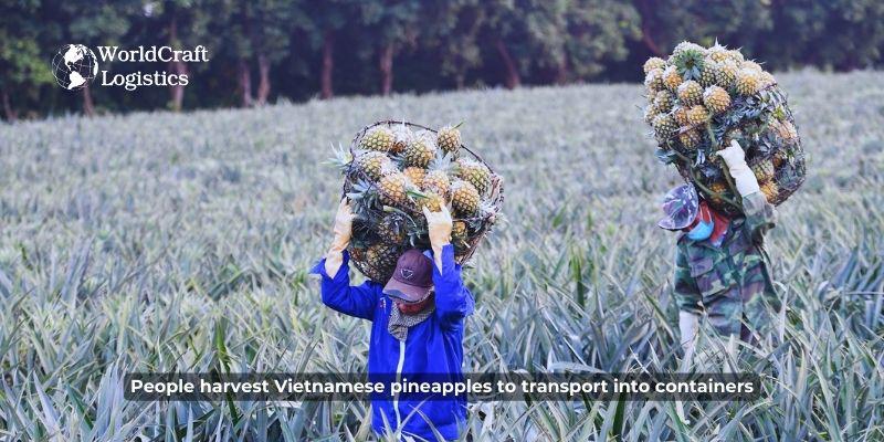 People harvest Vietnamese pineapples to transport into containers