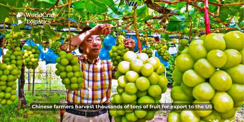 Chinese farmers harvest thousands of tons of fruit for export to the US