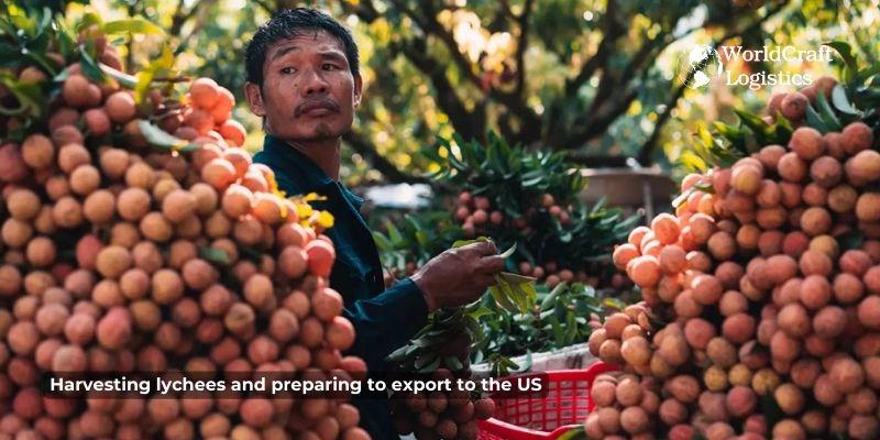 Harvesting lychees for export to America
