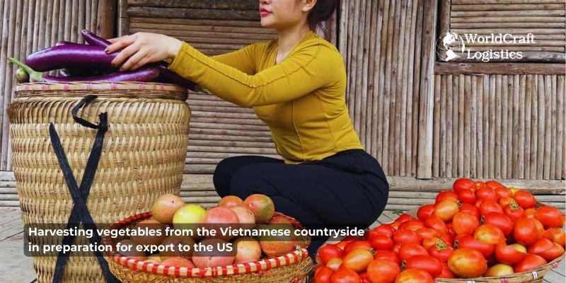 Harvesting vegetables from the Vietnamese countryside in preparation for export to the US